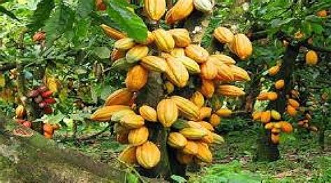 kakao ağacı satın al